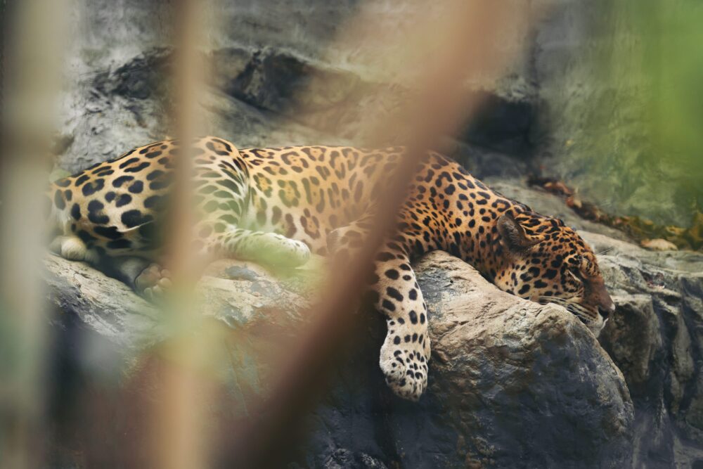 Jaguar resting on the rock in zoo.