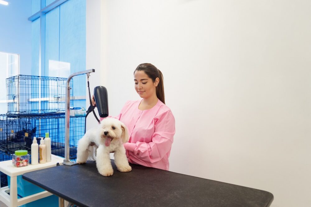 Young woman working in pet shop, brushing and drying dog hair, girl grooming puppy for beauty in store. People, job, profession and animal care.